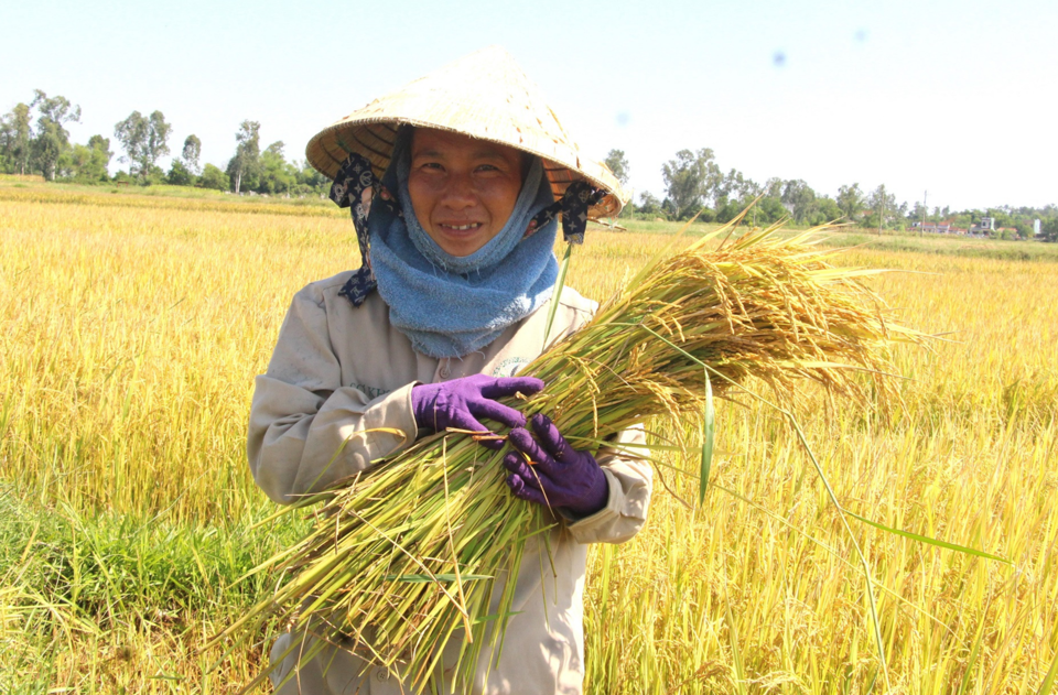 Giá lúa gạo hôm nay 13/3/2024: Giá gạo biến động trái chiều. Ảnh minh họa.