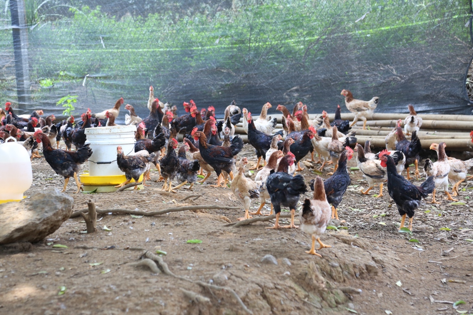 Chăn nuôi gà đồi tại huyện Ba Vì. Ảnh: Hải Linh