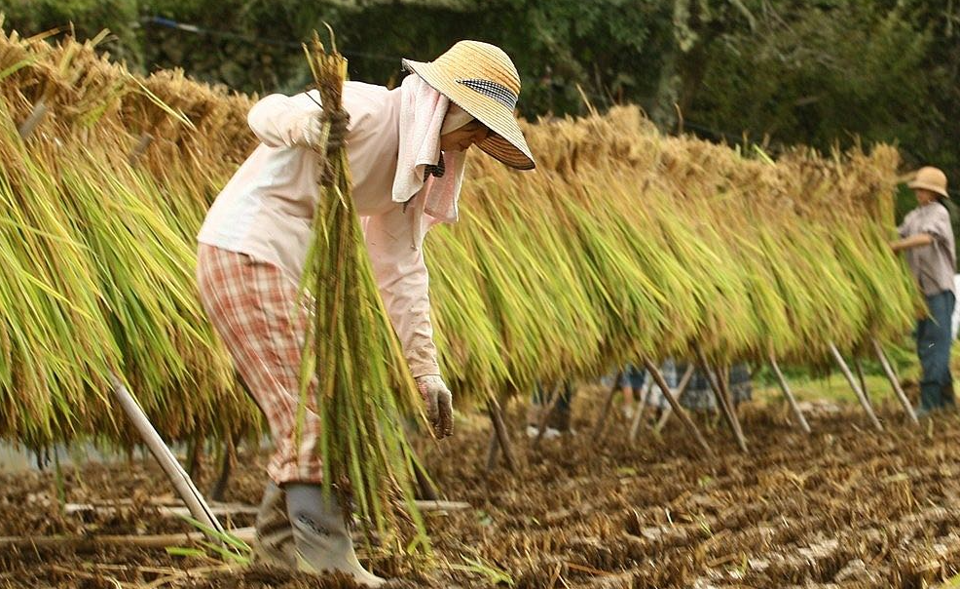 Gi&aacute; l&uacute;a gạo h&ocirc;m nay 16/3/2024: Tiếp tục chững gi&aacute;. Ảnh minh họa.