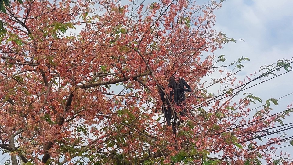 Trong nắng trưa, những vạt hoa m&agrave;u hồng phất phơ trong gi&oacute; trở th&agrave;nh một n&eacute;t đẹp d&acirc;n d&atilde; kh&oacute; qu&ecirc;n ở miền s&ocirc;ng nước miền T&acirc;y.