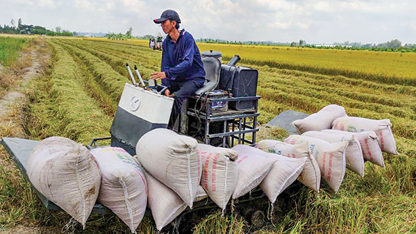 Gi&aacute; l&uacute;a gạo h&ocirc;m nay 17/3/2024: Duy tr&igrave; đ&agrave; đi ngang. Ảnh minh hoạ