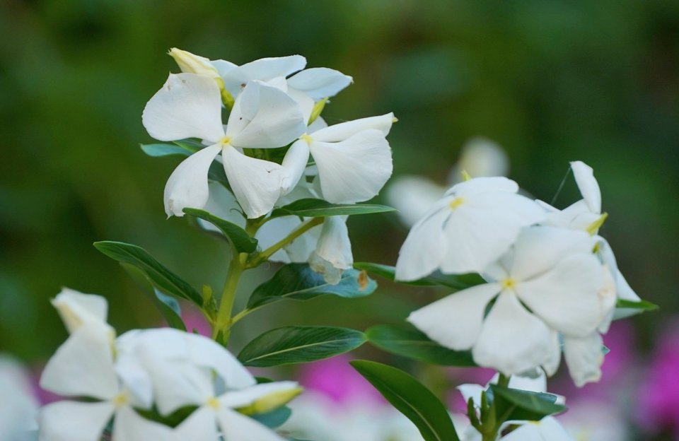 Hoa dừa trổ b&ocirc;ng quanh năm nhưng đẹp nhất từ Tết Nguy&ecirc;n đ&aacute;n đến cuối th&aacute;ng 3 &acirc;m lịch.