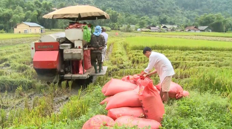 Gi&aacute; l&uacute;a gạo h&ocirc;m nay 18/3/2024: K&eacute;o d&agrave;i đ&agrave; chững gi&aacute; . Ảnh minh họa.