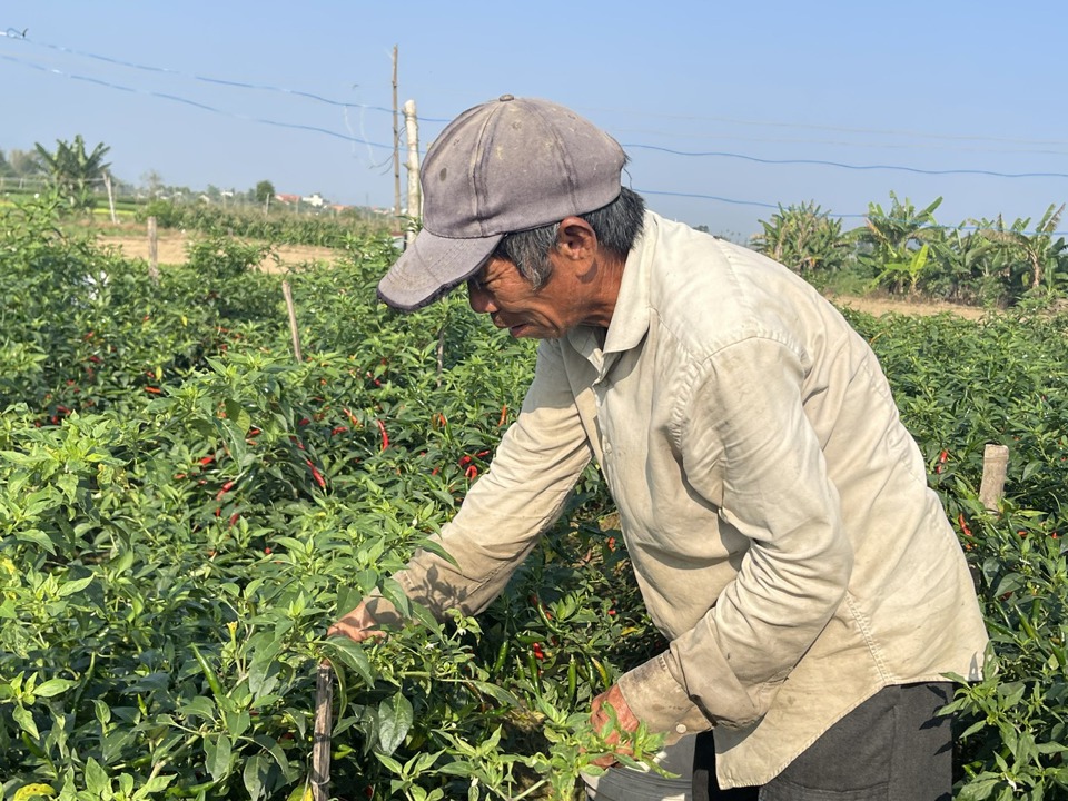 "Gi&aacute; n&agrave;y chưa bằng ph&acirc;n nửa so với c&ugrave;ng thời điểm c&aacute;c năm v&agrave; chỉ đủ b&ugrave; tiền giống, ph&acirc;n thuốc bỏ ra", &ocirc;ng V&otilde; Nhựt (th&ocirc;n Hổ Tiếu, x&atilde; Nghĩa H&agrave;, TP Quảng Ng&atilde;i) chia sẻ.&nbsp;Ảnh: H&agrave; Phương