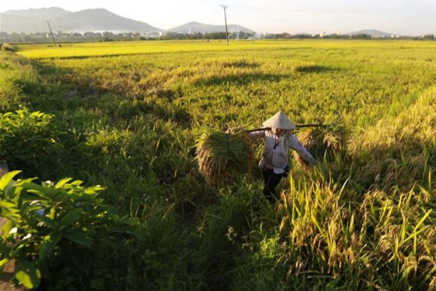 Giá lúa gạo hôm nay 25/3/2024: Giá gạo, cám giảm nhẹ 50 - 100 đồng/kg. Ảnh minh họa.