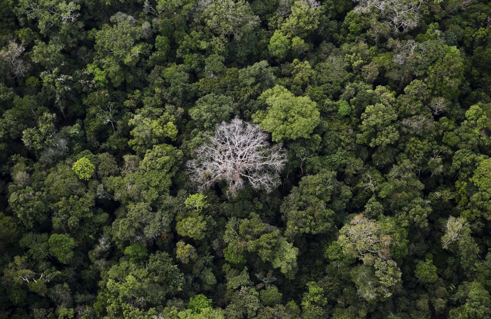 Ảnh chụp rừng nhiệt đới Amazon từ tr&ecirc;n cao. Ảnh: Reuters