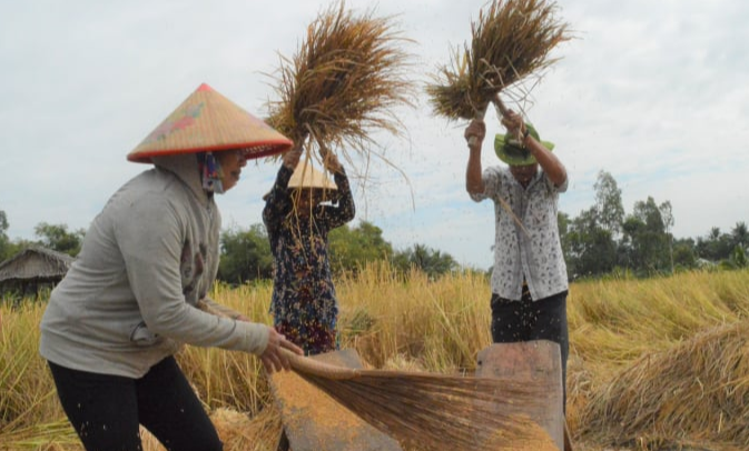 Giá lúa gạo hôm nay 27/3/2024: Giá gạo xuất khẩu giảm nhẹ. Ảnh minh họa.