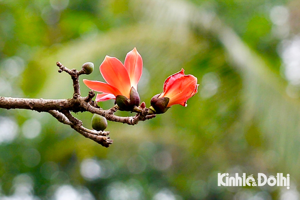 Trong m&ugrave;a hoa, c&acirc;y gạo rụng hết l&aacute;, chỉ c&ograve;n những b&ocirc;ng hoa đỏ rực tr&ecirc;n c&agrave;nh.