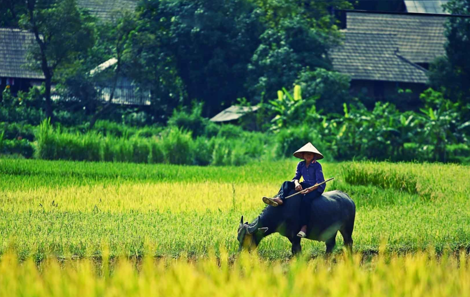 Gi&aacute; l&uacute;a gạo h&ocirc;m nay 30/3/2024: Gi&aacute; l&uacute;a nếp tươi giảm 300 đồng/kg. Ảnh minh họa.