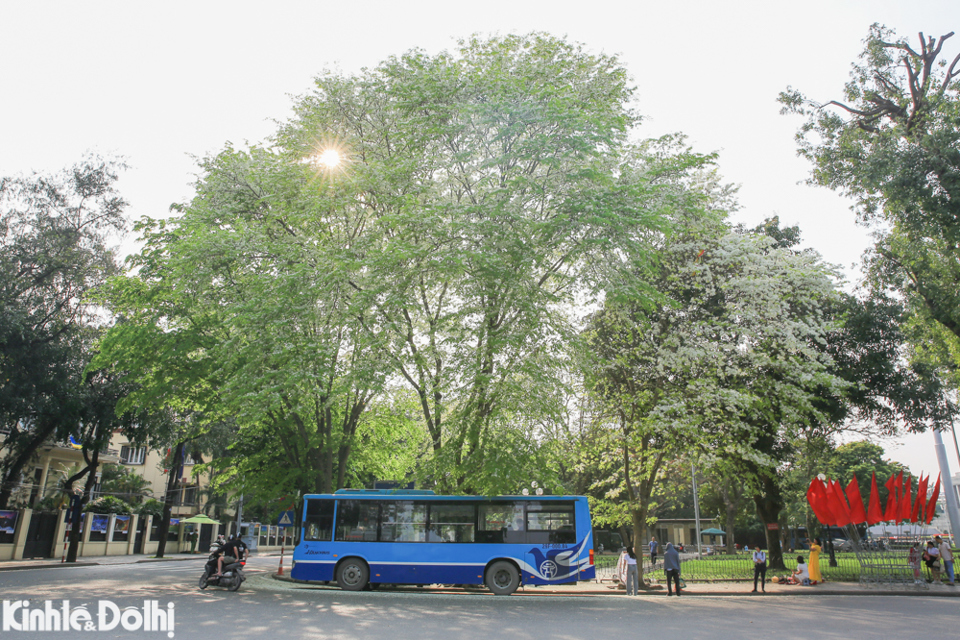 &nbsp;Hoa tho&aacute;ng nở ch&oacute;ng t&agrave;n, nhưng mang lại m&agrave;u sắc rất ri&ecirc;ng cho H&agrave; Nội.