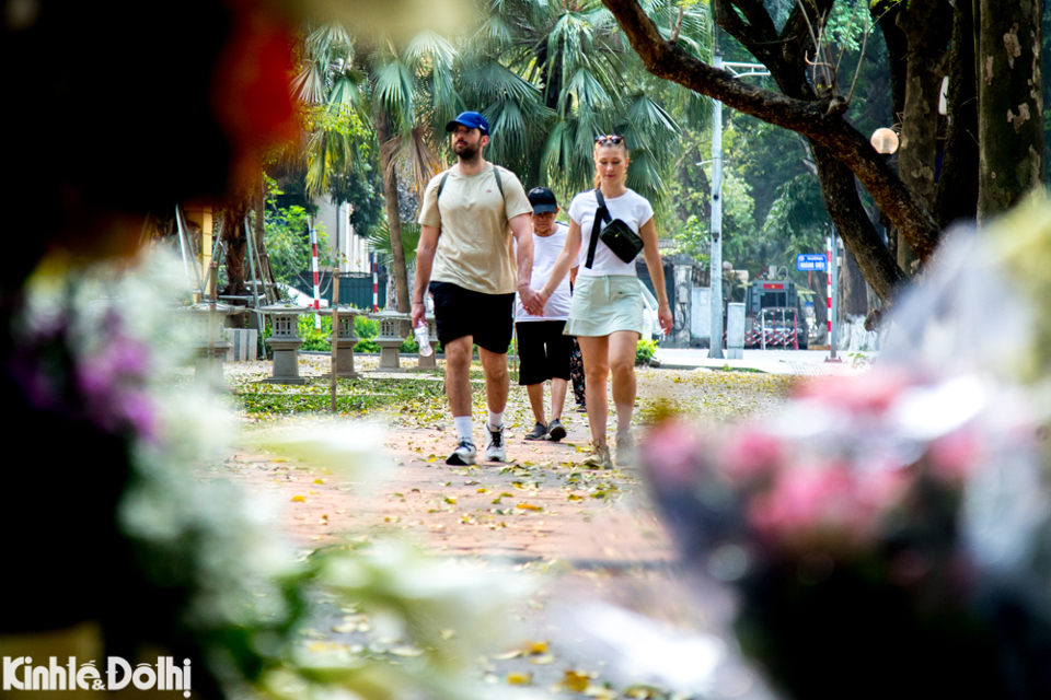 Những b&oacute; loa k&egrave;n trắng tinh kh&ocirc;i, dịu d&agrave;ng khoe sắc, trở th&agrave;nh điểm nhấn tuyệt đẹp cho bức tranh giao m&ugrave;a của H&agrave; Nội.