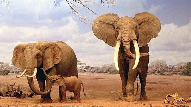 Botswana, qu&ecirc; hương của quần thể voi lớn nhất thế giới. Ảnh: Kinh tế M&ocirc;i trường