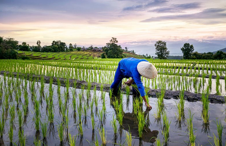 Giá lúa gạo hôm nay 5/4/2024: tăng nhẹ 50 - 200 đồng/kg. Ảnh minh họa.