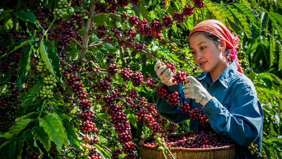Thu hoạch cà phê năng suất cao tại tỉnh Lâm Đồng Ảnh: Nguyễn Văn Thương