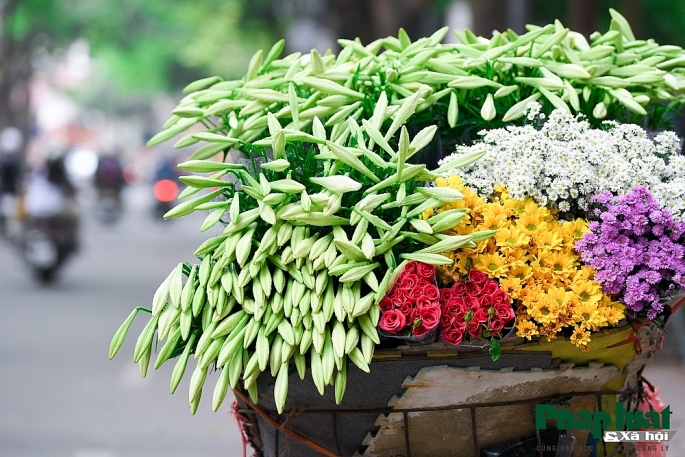 Những ng&agrave;y th&aacute;ng Tư, đi tr&ecirc;n phố H&agrave; th&agrave;nh, ta sẽ gặp n&eacute;t dịu d&agrave;ng của hoa loa trong nắng. Ảnh: Kh&aacute;nh Huy