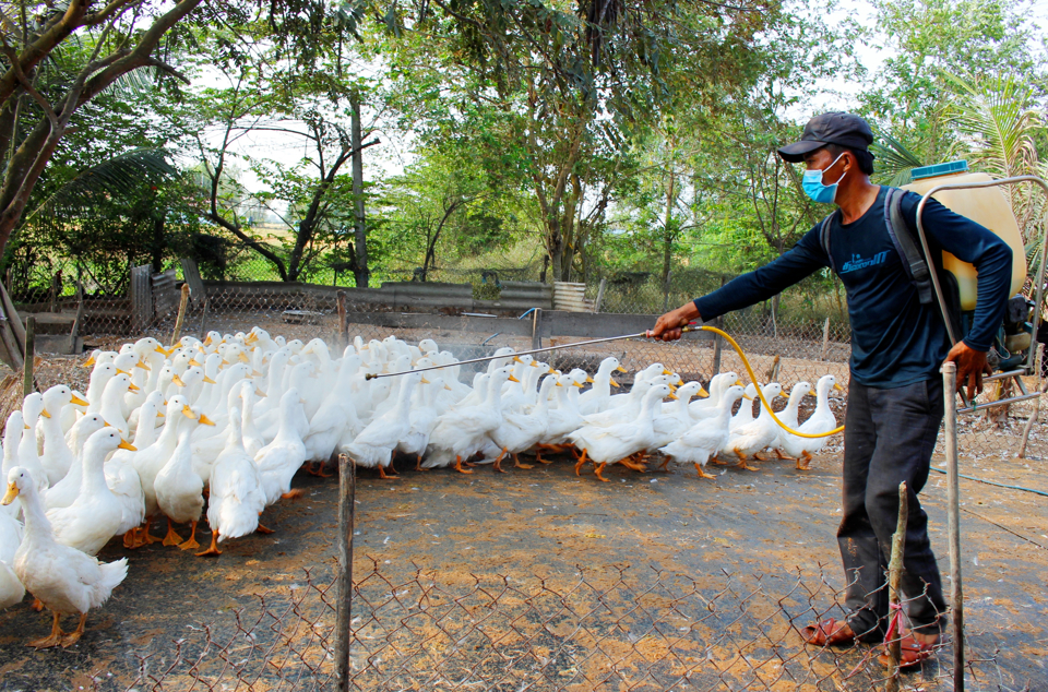 Phun thuốc phòng, chống cúm gia cầm tại tỉnh Long An. Ảnh: Kim Thoa