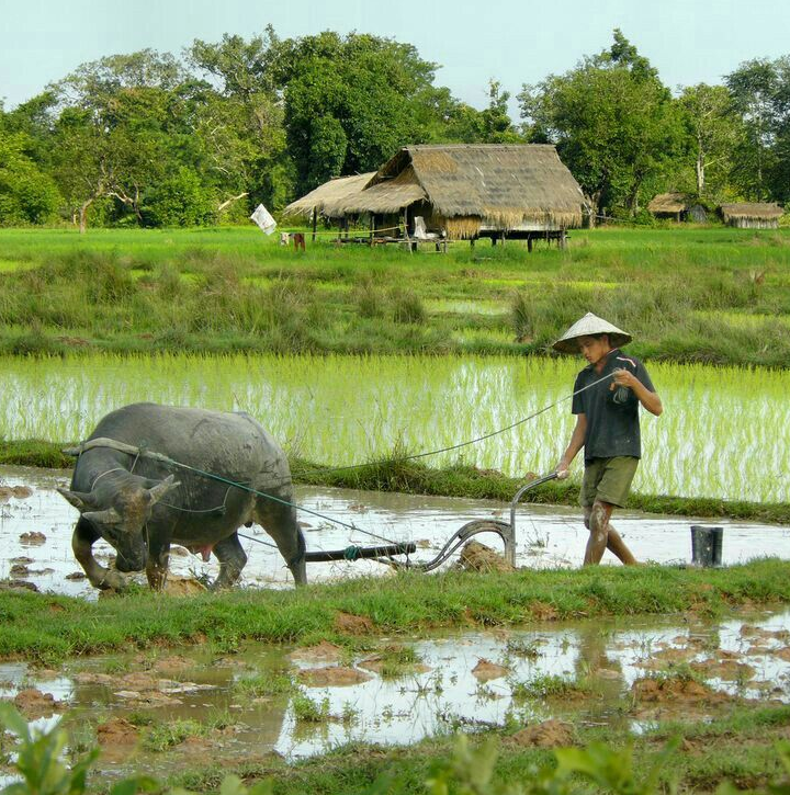 Giá lúa gạo hôm nay 10/4/2024: đồng loạt tăng 100 - 200 đồng/kg. Ảnh minh họa.