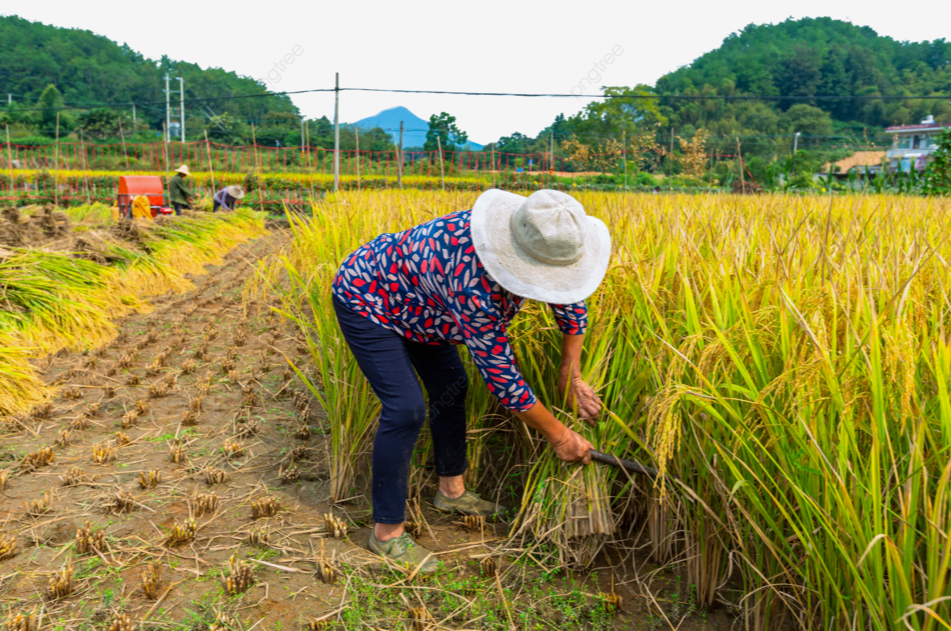 Gi&aacute; l&uacute;a gạo h&ocirc;m nay 11/4/2024: gi&aacute; gạo tăng nhẹ 50 - 150 đồng/kg. Ảnh minh họa.