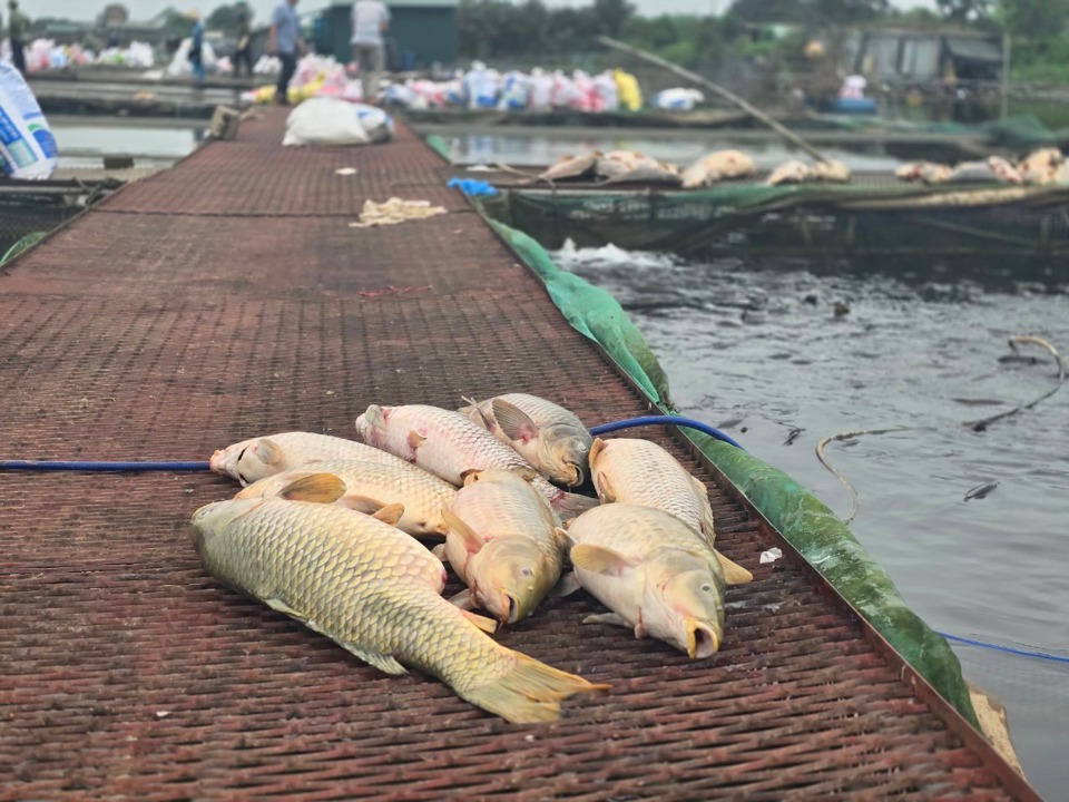 Nguy&ecirc;n nh&acirc;n c&aacute; nu&ocirc;i lồng bị chết bước đầu được nhận định kh&ocirc;ng do yếu tố dịch bệnh, m&agrave; do thiếu Oxy.