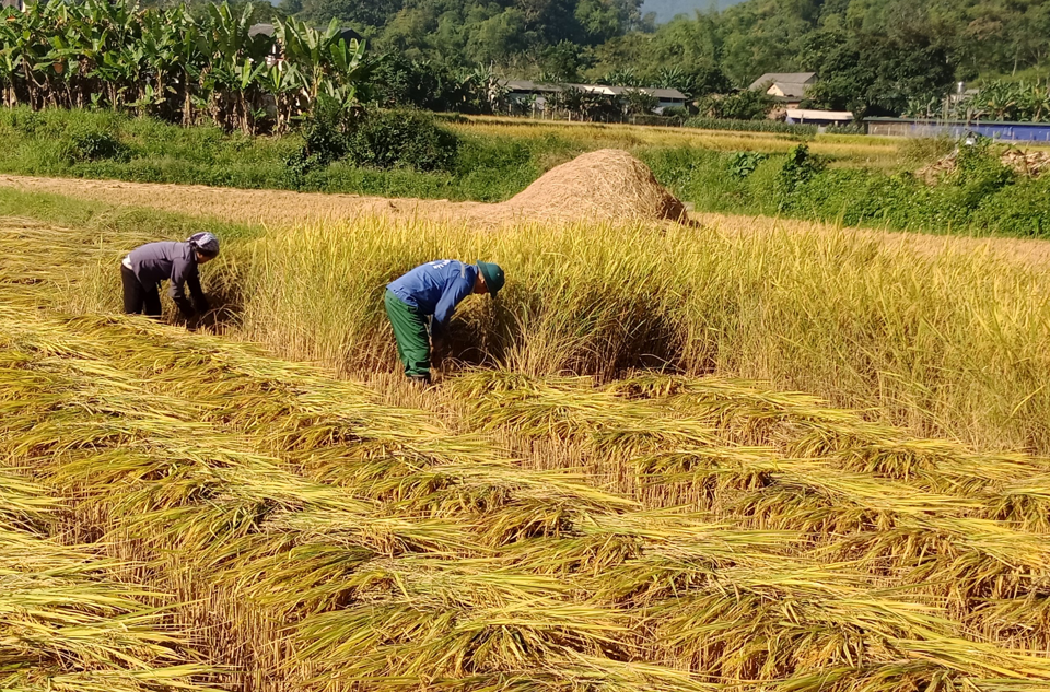 Giá lúa gạo hôm nay 13/4/2024: giá gạo tăng, giá lúa giảm. Ảnh minh họa.