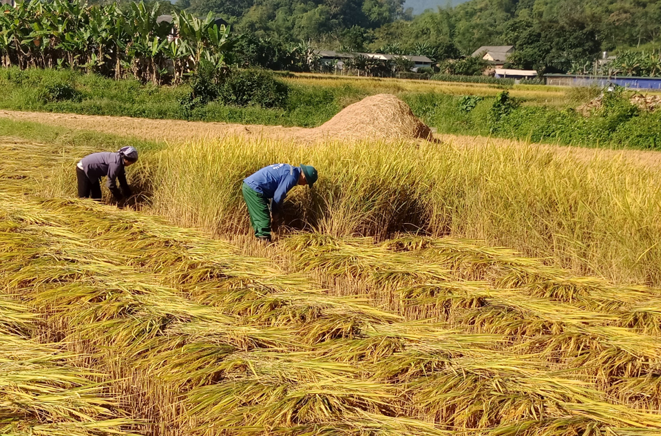 Gi&aacute; l&uacute;a gạo h&ocirc;m nay 13/4/2024: gi&aacute; gạo tăng, gi&aacute; l&uacute;a giảm. Ảnh minh họa.