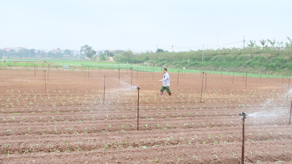Hệ thống tưới nước bán tự động, tiết kiệm nước trên cánh đồng xã Tráng Việt (huyện Mê Linh, TP Hà Nội). Ảnh: Trọng Tùng
