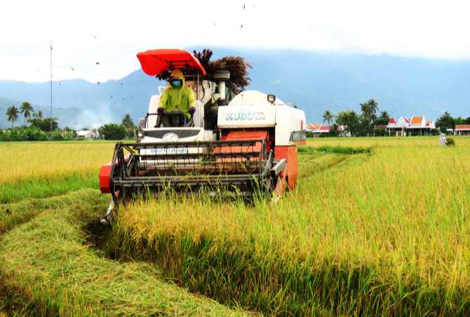 Giá lúa gạo hôm nay 16/4/2024: giá gạo tăng nhẹ 150 - 250 đồng/kg. Ảnh minh họa.