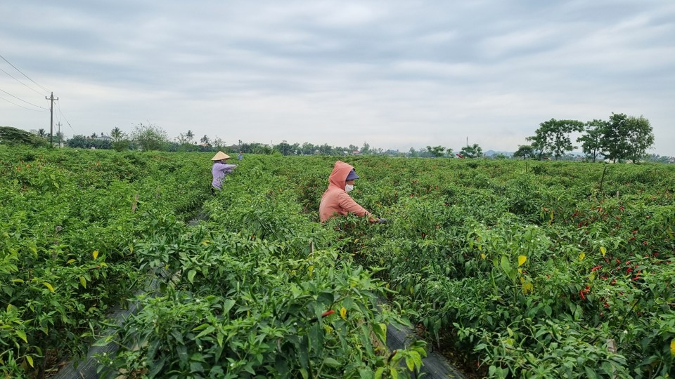 Không còn bị xâm nhập mặn, người dân Bình Dương yên tâm sản xuất.