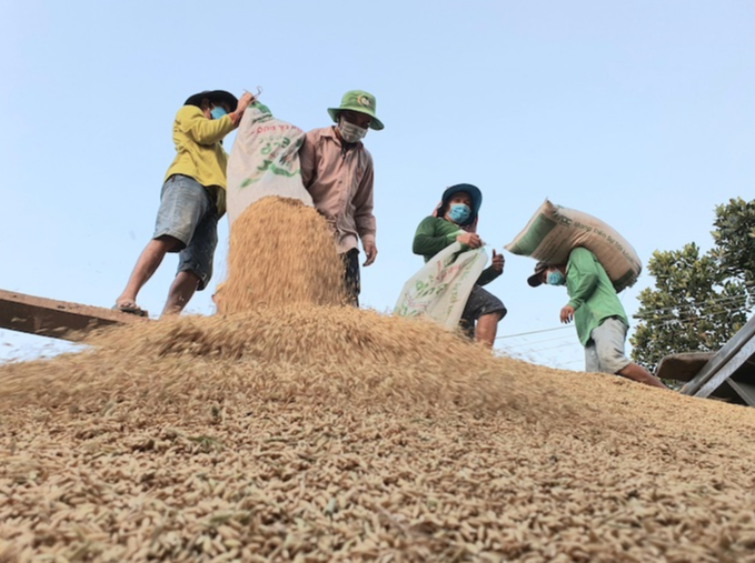 Gi&aacute; l&uacute;a gạo h&ocirc;m nay 19/4/2024: gi&aacute; gạo tăng, gi&aacute; l&uacute;a biến động tr&aacute;i chiều. Ảnh minh họa.