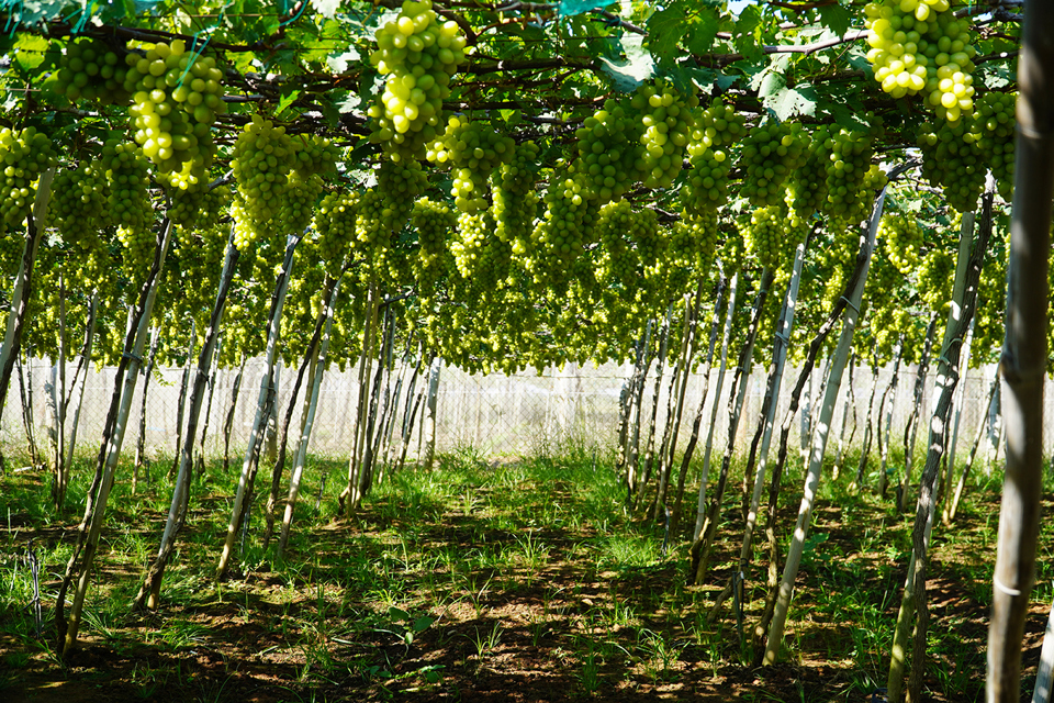 Vườn nho hữu cơ của trang trại nho Hai Tường vẫn đạt sản lượng v&agrave; chất lượng cao bất chấp nắng n&oacute;ng, hạn h&aacute;n. (Ảnh: Trung Nh&acirc;n)