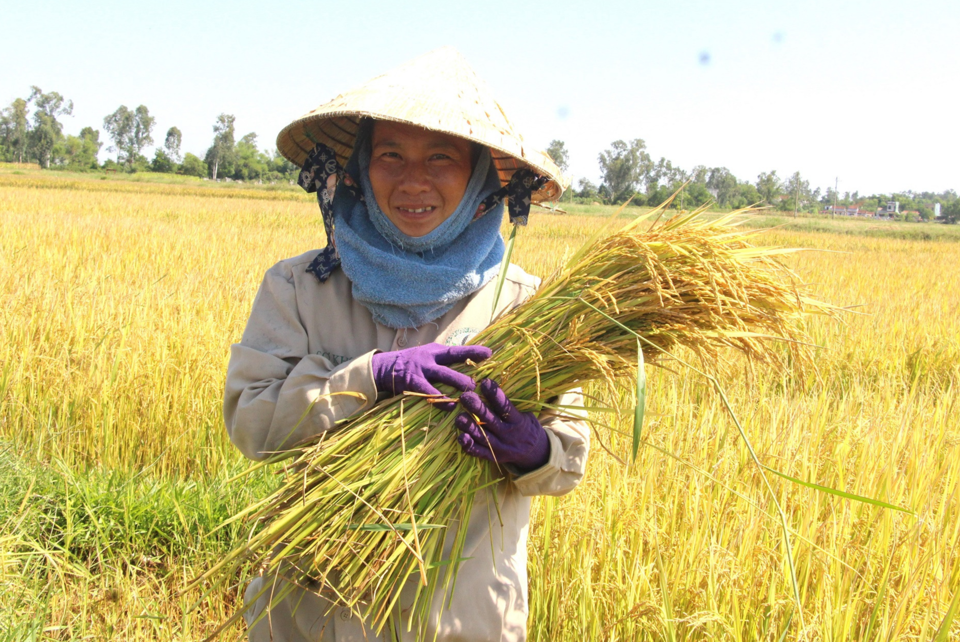 Giá lúa gạo hôm nay 20/4/2024: nguồn lúa Đông Xuân còn ít, giá neo cao. Ảnh minh họa.