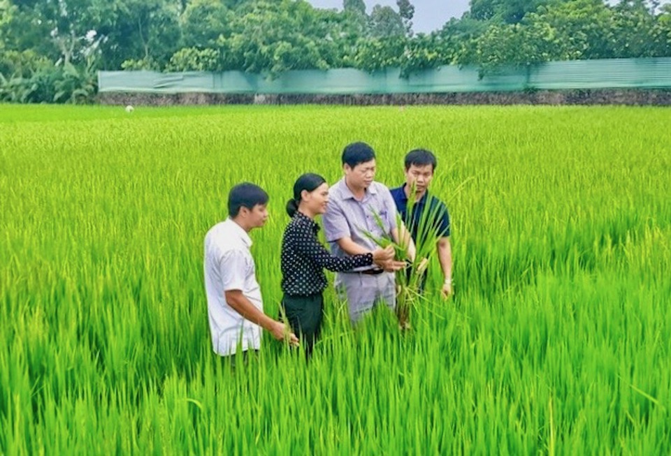 Kiểm tra tình hình sâu bệnh gây hại trên cây lúa tại huyện Mê Linh (TP Hà Nội). Ảnh: Trọng Tùng