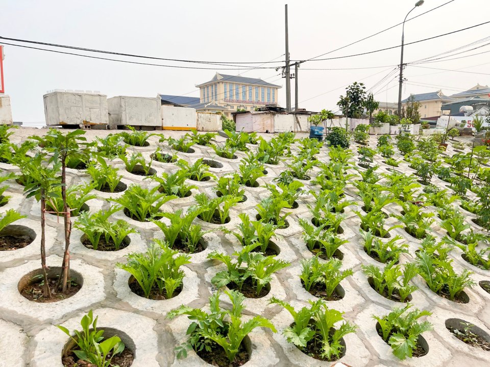 Dưới sự chung tay, quan t&acirc;m của người d&acirc;n, khu vực triền đ&ecirc; nơi đ&acirc;y đ&atilde; &nbsp;tạo n&ecirc;n một diện mạo tươi mới, giải quyết vấn đề &ocirc; nhiễm m&ocirc;i trường.