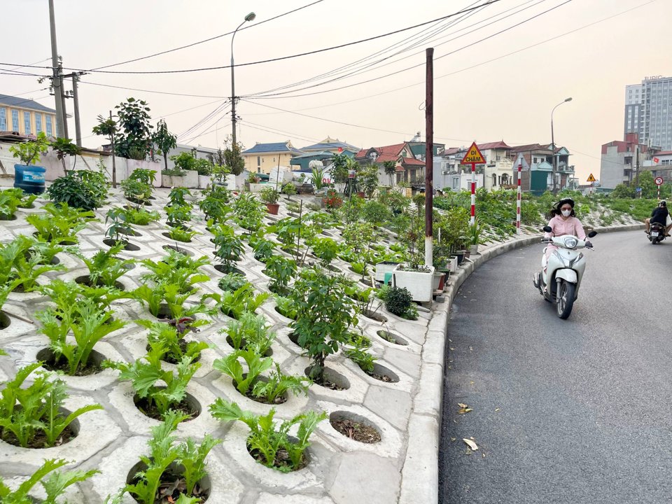 Nhiều người đi qua đoạn đ&ecirc; Nguyễn Kho&aacute;i kh&ocirc;ng khỏi ngỡ ng&agrave;ng trước h&igrave;nh ảnh triền đ&ecirc; được t&ocirc; điểm th&ecirc;m một "lớp &aacute;o" mới xanh ngắt từ c&aacute;c loại rau.