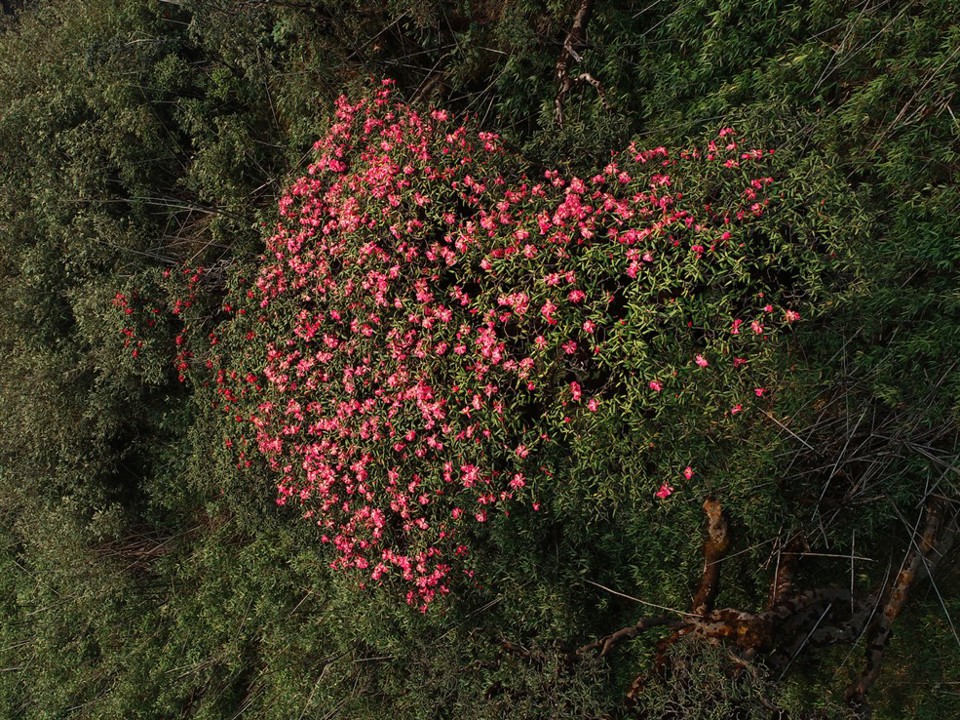 Không chỉ là “nữ hoàng hoa của núi rừng Tây Bắc”, Đỗ quyên cũng là biểu tượng của sức sống và vẻ đẹp hùng vĩ giữa đại ngàn. Loài hoa này gần như nở quanh năm nhưng mùa hoa Đỗ quyên nở rộ đẹp nhất là vào dịp đầu mùa hạ.