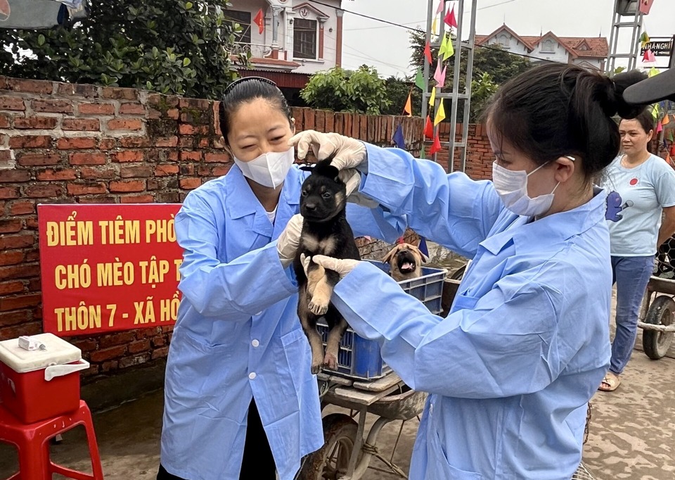 Ti&ecirc;m vaccine ph&ograve;ng chống bệnh dại cho đ&agrave;n ch&oacute; tại x&atilde; Hồng Kỳ (huyện S&oacute;c Sơn)