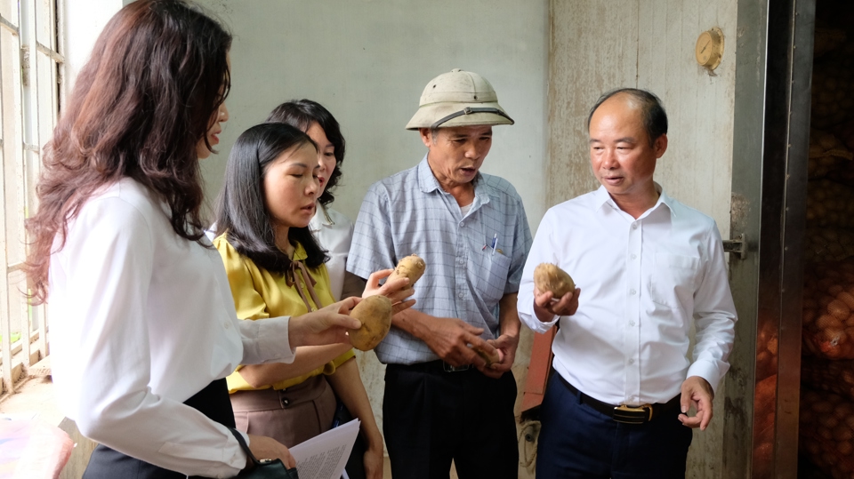 Đo&agrave;n li&ecirc;n ng&agrave;nh số 2 TP H&agrave; Nội kiểm tra chất lượng khoai t&acirc;y của Hợp t&aacute;c x&atilde; n&ocirc;ng nghiệp Hương Ngải (huyện Thạch Thất).