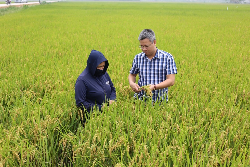 Vùng sản xuất lúa tập trung chất lượng cao tại huyện Ứng Hòa. Ảnh: Ánh Ngọc