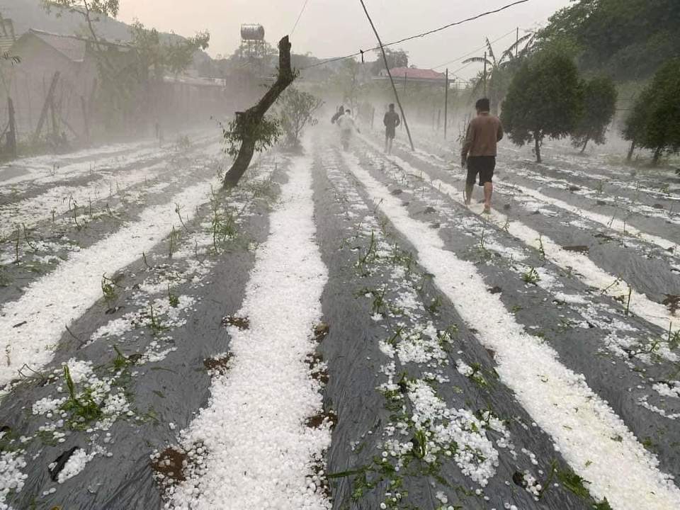 Nhiều diện t&iacute;ch hoa m&agrave;u bị hỏng g&acirc;y thiệt hại nặng nề cho người d&acirc;n.