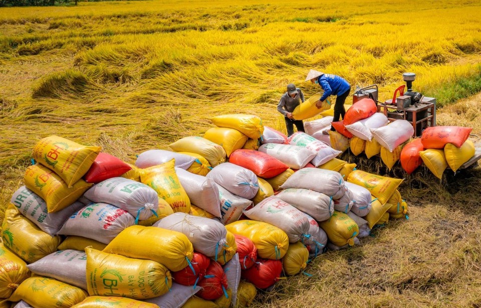 Thu hoạch lúa gạo tại Đồng bằng sông Cửu Long. Ảnh: Chinhphu.vn