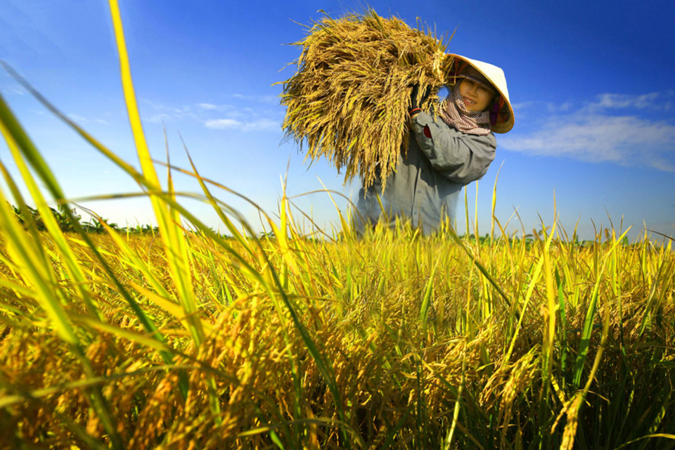 Giá lúa gạo hôm nay 26/4/2024: giá gạo quay đầu giảm nhẹ 200 đồng/kg. Ảnh minh họa.