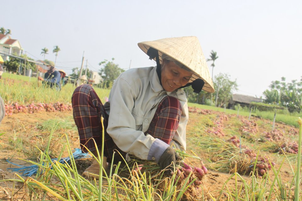 H&agrave;nh t&iacute;m B&igrave;nh Hải c&oacute; nguồn gốc từ L&yacute; Sơn, được đưa về trồngthử nghiệm từ hơn 30 năm trước.