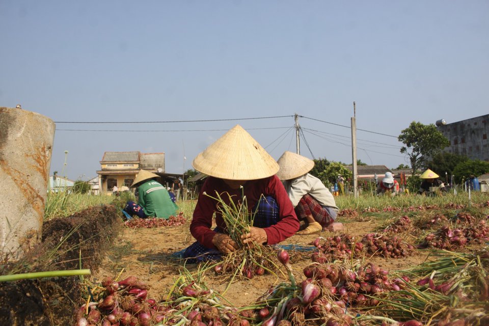 Th&aacute;ng Tư, v&ugrave;ng chuy&ecirc;n canh h&agrave;nh t&iacute;m ở th&ocirc;n Thanh Thủy (x&atilde; B&igrave;nh Hải, huyện B&igrave;nh Sơn, tỉnh Quảng Ng&atilde;i) bước v&agrave;o thu hoạch rộ.