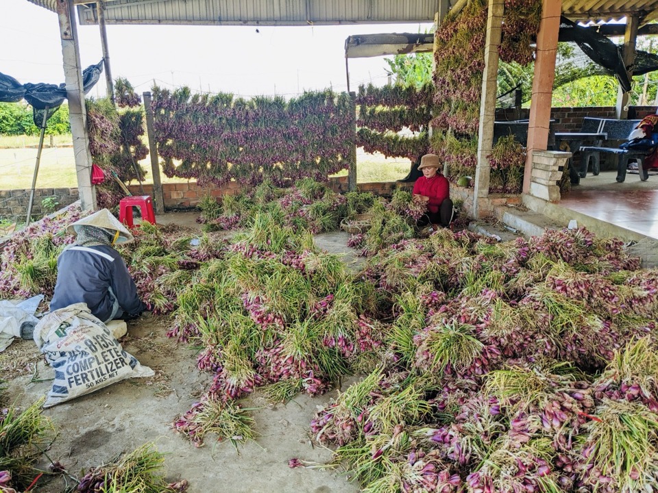 H&agrave;nh t&iacute;m hiện đang c&oacute; gi&aacute; khoảng 30.000 đồng/kg, mang lại khoản thu nhập đ&aacute;ng kể cho người d&acirc;n.