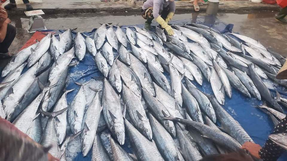 Hải sản về nơi đ&acirc;y kh&aacute; phong ph&uacute;, được chủ t&agrave;u đ&aacute;nh bắt c&aacute;c v&ugrave;ng biển l&acirc;n cận v&agrave; ngo&agrave;i khơi. S&aacute;ng sớm tinh mơ, những t&agrave;u c&aacute; đầy ắp hải sản c&aacute;c loại cập cảng, vận chuyển h&agrave;ng l&ecirc;n bờ rồi nhận c&aacute;c vật liệu, nhi&ecirc;n liệu tiếp tục ra khơi đ&aacute;nh bắt.&nbsp;