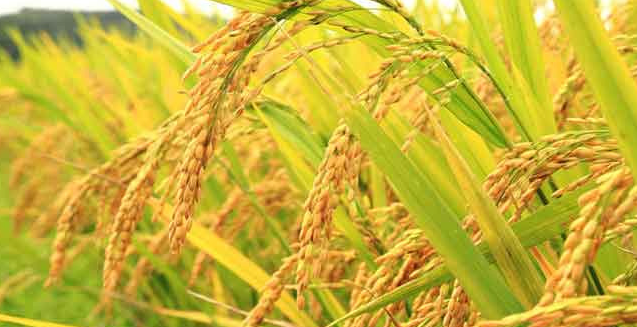 Giá lúa gạo hôm nay 29/4/2024: giá gạo xuất khẩu tăng nhẹ. Ảnh minh họa.