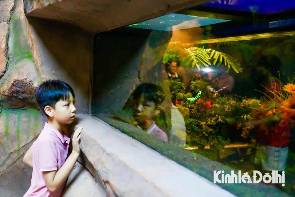 Trẻ em thích thú khám phá thủy cung không nước đầu tiên tại Việt Nam - Ảnh 4