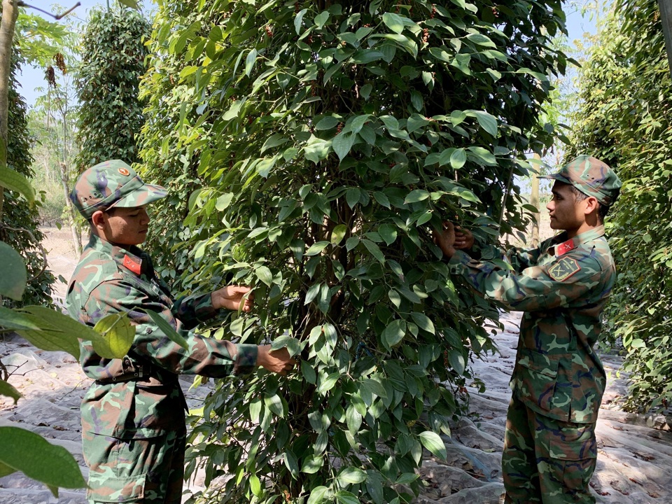 Giá tiêu hôm nay 4/5: tăng 2 ngày liền, giá tiêu các nước đều khởi sắc