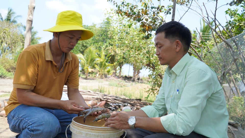 Ki&ecirc;n Giang gần 3.000 ha t&ocirc;m bị ảnh hưởng do hạn h&aacute;n, x&acirc;m nhập mặn tăng cao.