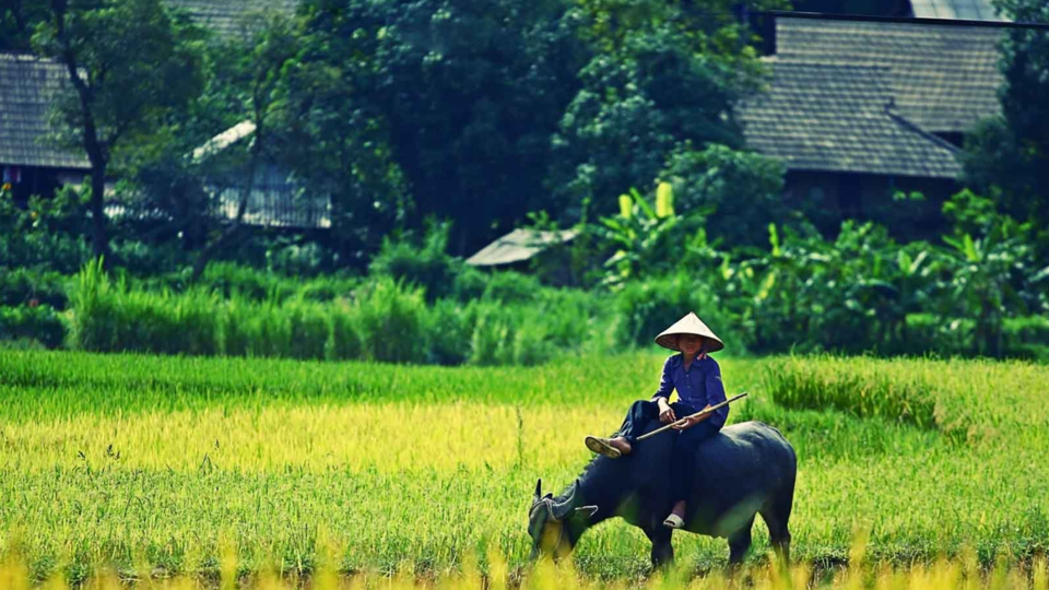 Giá lúa gạo hôm nay 5/5/2024: giá lúa tại Đắk Lắk có xu hướng tăng. Ảnh minh họa.